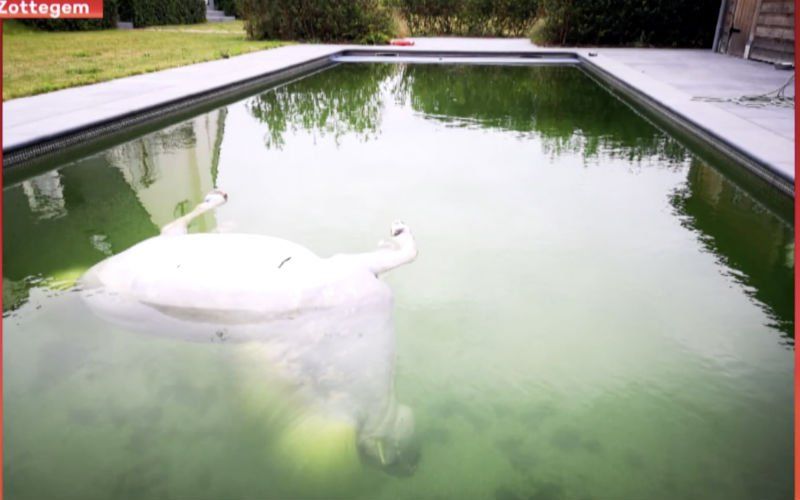 Pony dood in zwembad aangetroffen: "Waarom doen ze ons dat aan? Wij proberen diertjes te helpen"