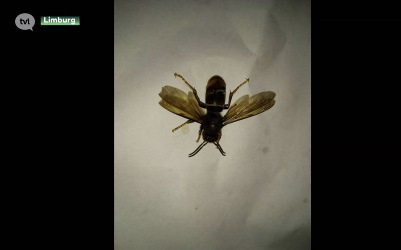 Levensgevaarlijke Aziatische Hoornaar is weer in ons land opgedoken: "Wees voorzichtig"