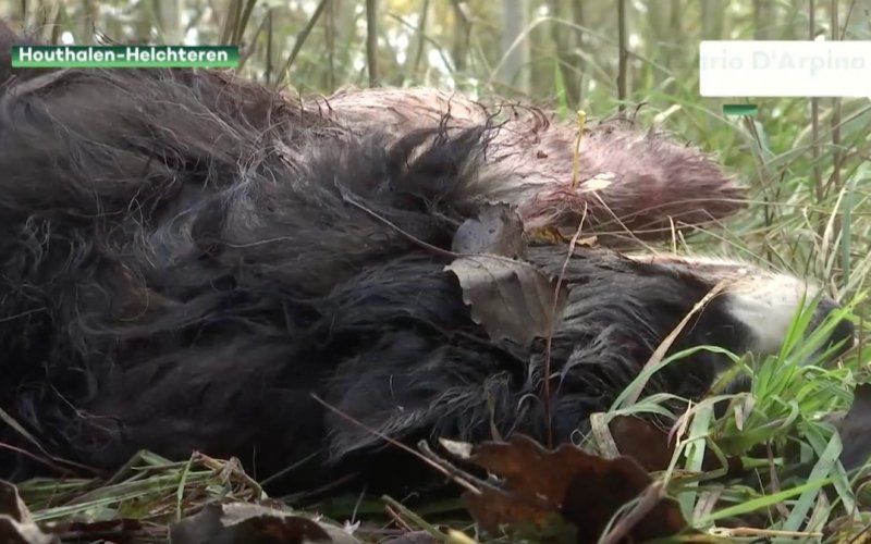 Wolf bijt hond dood in Houthalen-Helchteren: "Dit is schrikken"