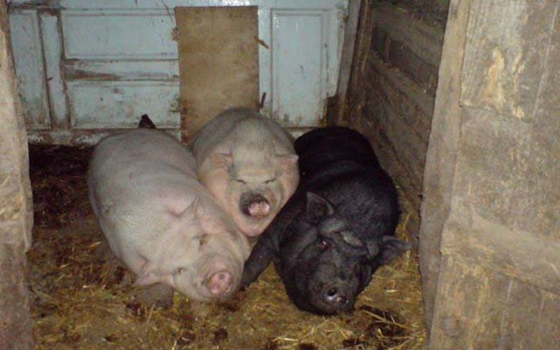 Vrouw levend opgegeten door varkens nadat ze bezwijkt in hun stal
