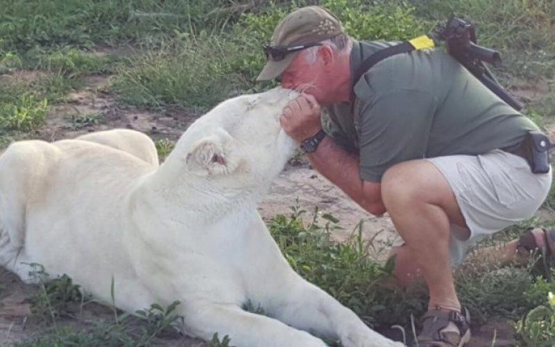Eigenaar van twee zeldzame witte leeuwen wordt verscheurd tijdens ‘speeltijd’