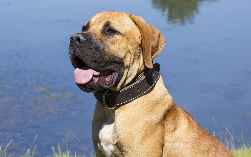Hond verjaagt inbrekers in Lebbeke maar raakt gewond: "Hopelijk komt hij er door"