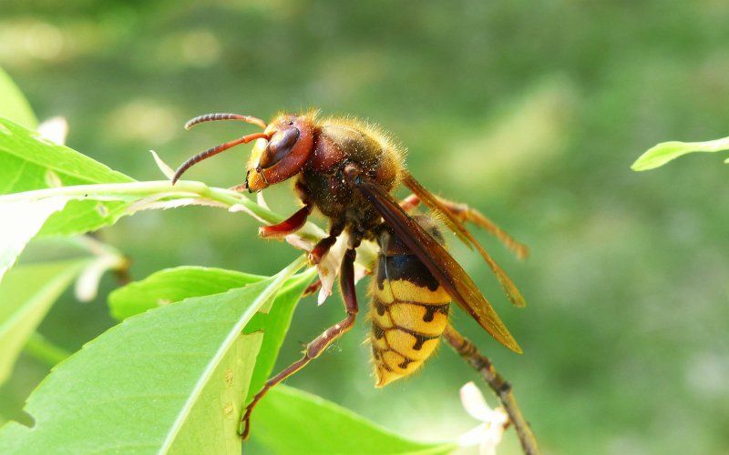 Vrouw uit Neerglabbeek wordt gestoken door Europese hoornaar: Even later zwelt haar keel op en sterft ze