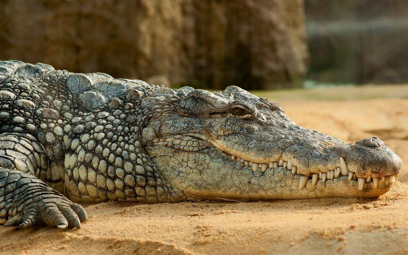 Jongen (10) wordt opgegeten door krokodil, familie kan enkel hulpeloos toekijken