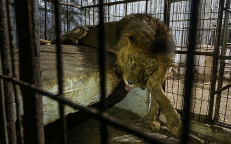Vreselijke taferelen in heropende horror-zoo: Leeuwinnen geslagen met stokken terwijl welpjes weggehaald worden