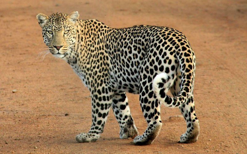 Kind van drie uit huis gesleurd en gedood door luipaard