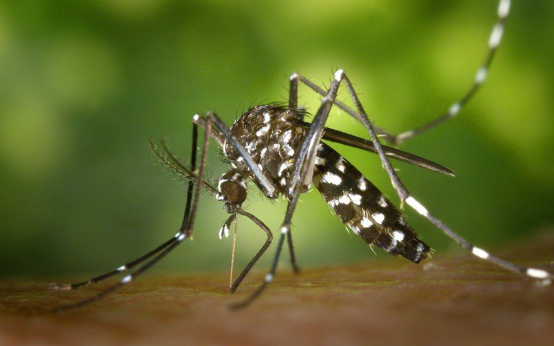 Vakantiegangers opgelet: Muggen verspreiden dodelijk virus in Spanje