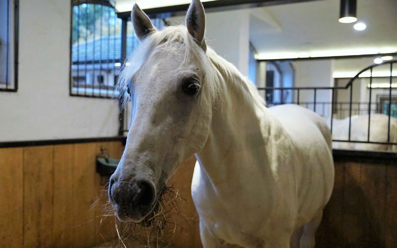 "Met Oudejaar zit ik met een bang hart bij mijn paarden in de stal"