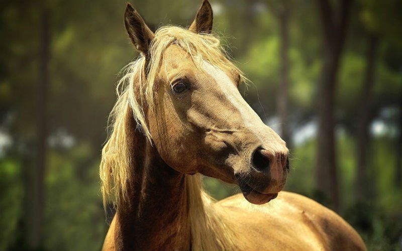 Vijf paarden sterven in minder dan 24 uur tijd in Oudenburg: "Onze wereld is gestopt met draaien"
