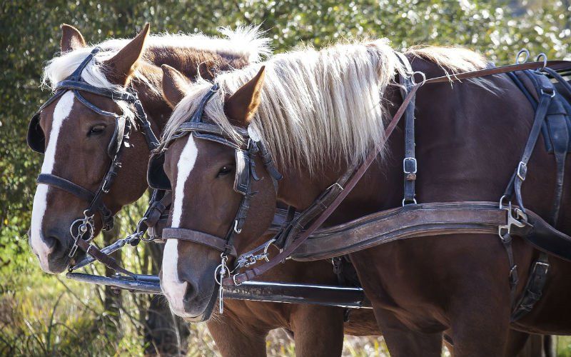 Drie paarden op slag dood na tragisch ongeval met koets