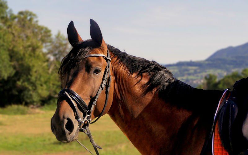 Veertien paarden ernstig verwaarloosd, stallen volledig onderkomen