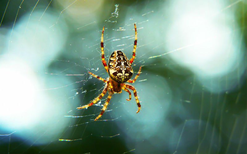 Spinnen kunnen ons in zeer korte tijd helemaal uitroeien