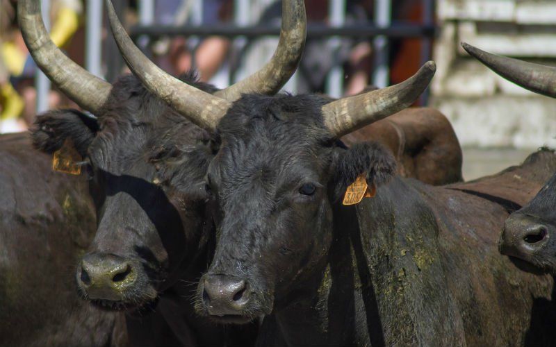 Belgische boer overlijdt na aanval van eigen stier