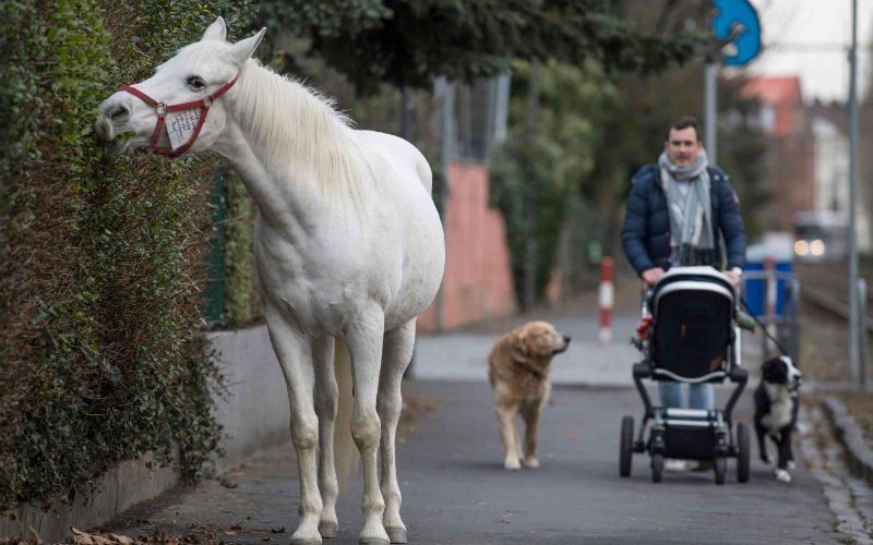 Paard Jenny loopt iedere dag los op straat