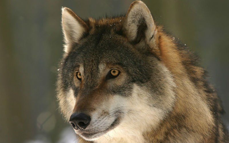 Forse waarschuwing nu er steeds meer wolven in het land zijn: "Als je dat doet, worden ze onvoorspelbaar"