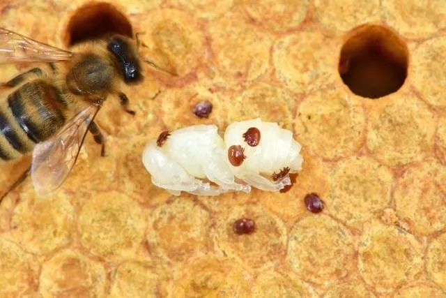 Imkers in de slag met Varroamijt