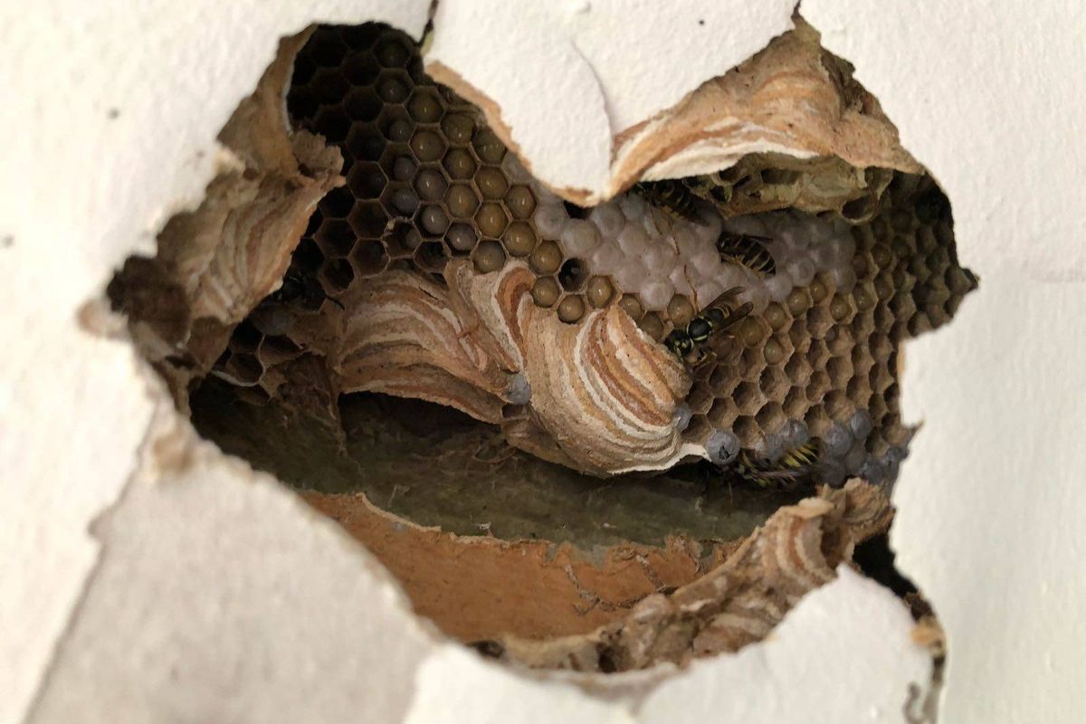 Wespen koninginnen ontwaken, kunnen we een druk wespenjaar verwachten?