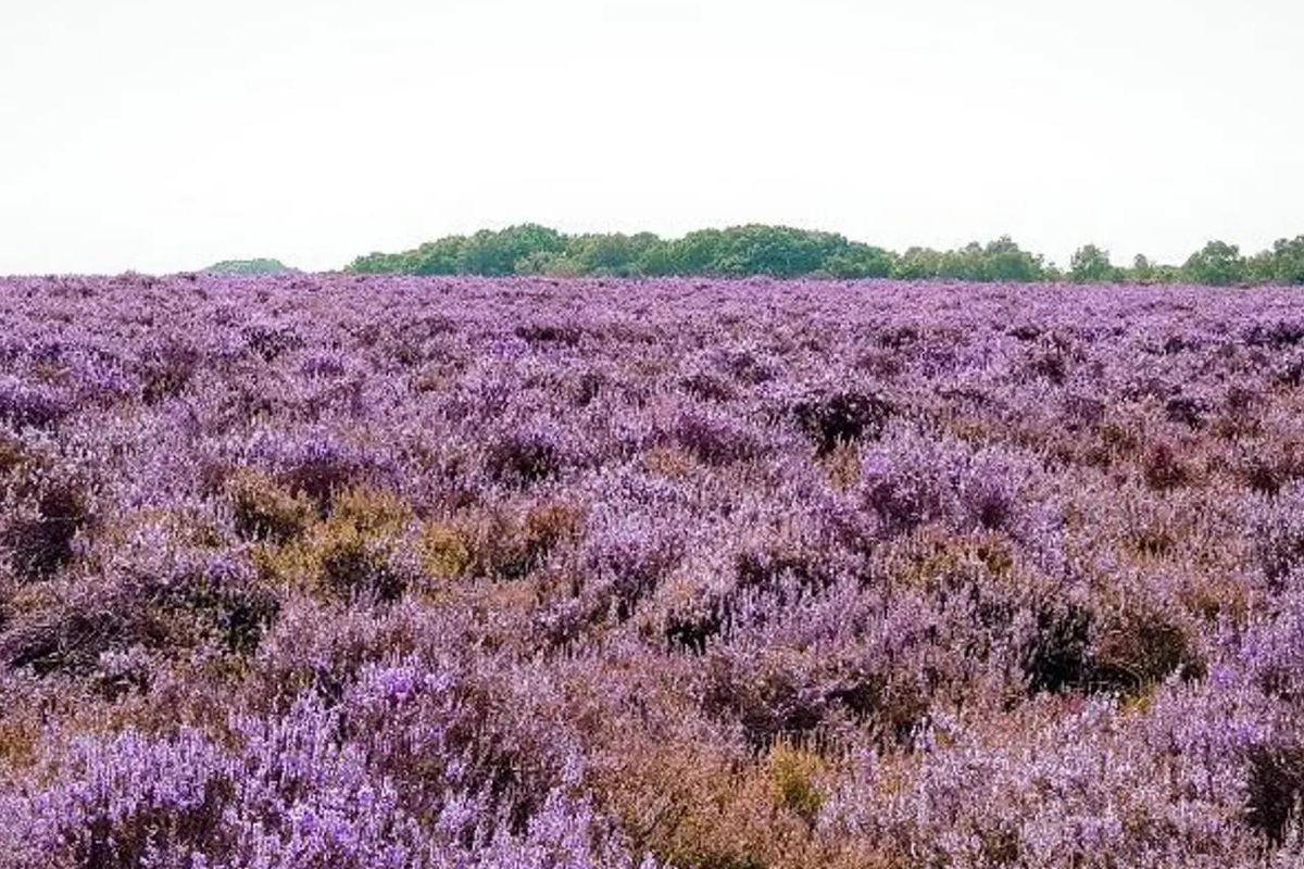 Heidelandschappen zijn prachtig, maar niet vanzelfsprekend