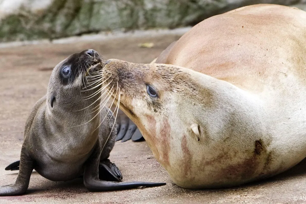PvdD doet melding van slechte huisvesting zeeleeuwen Artis
