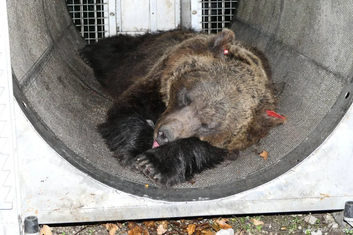 Beer die jogger in Italië doodde overgebracht naar Duitsland
