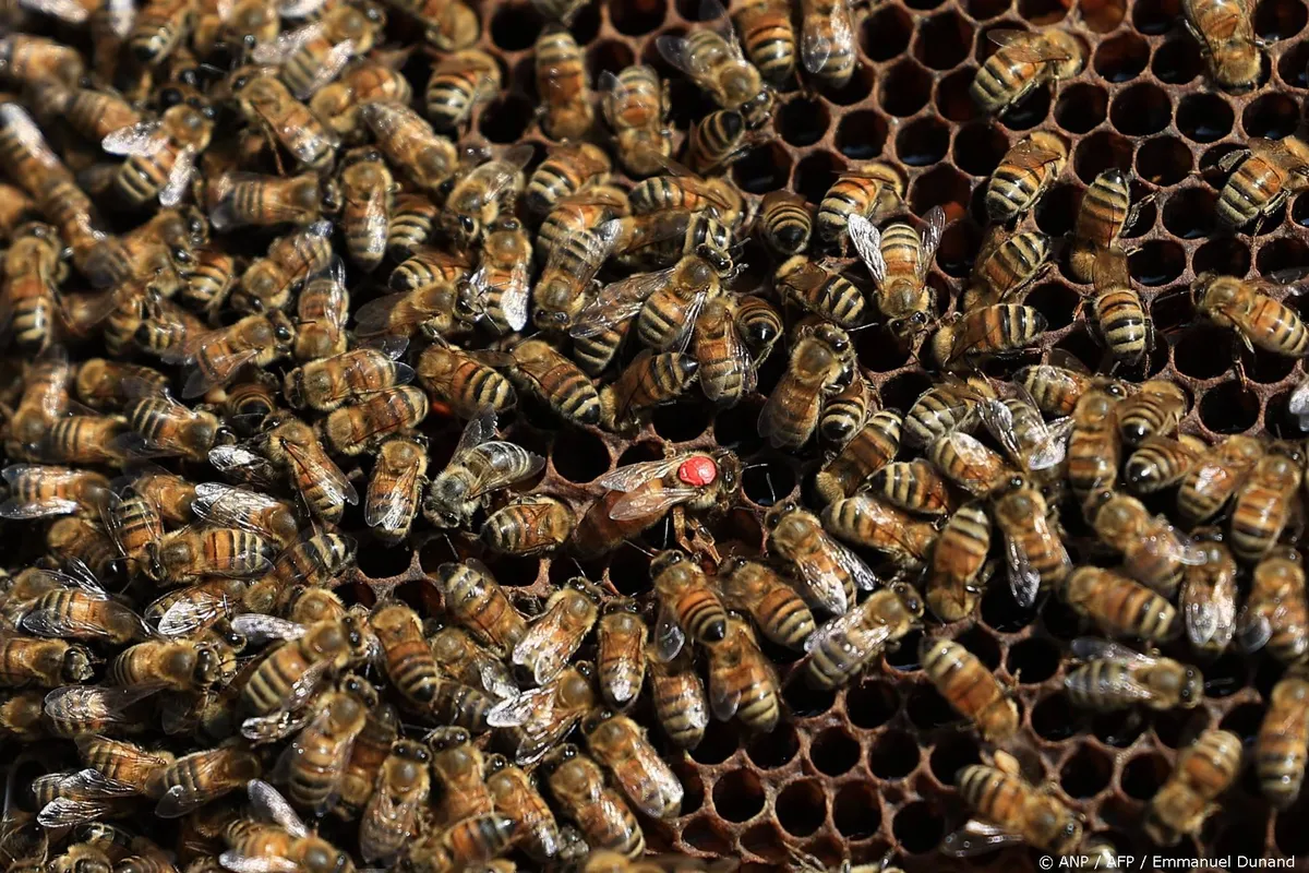 Curaçao kampt met aanvallen van agressieve bijen, man overleden