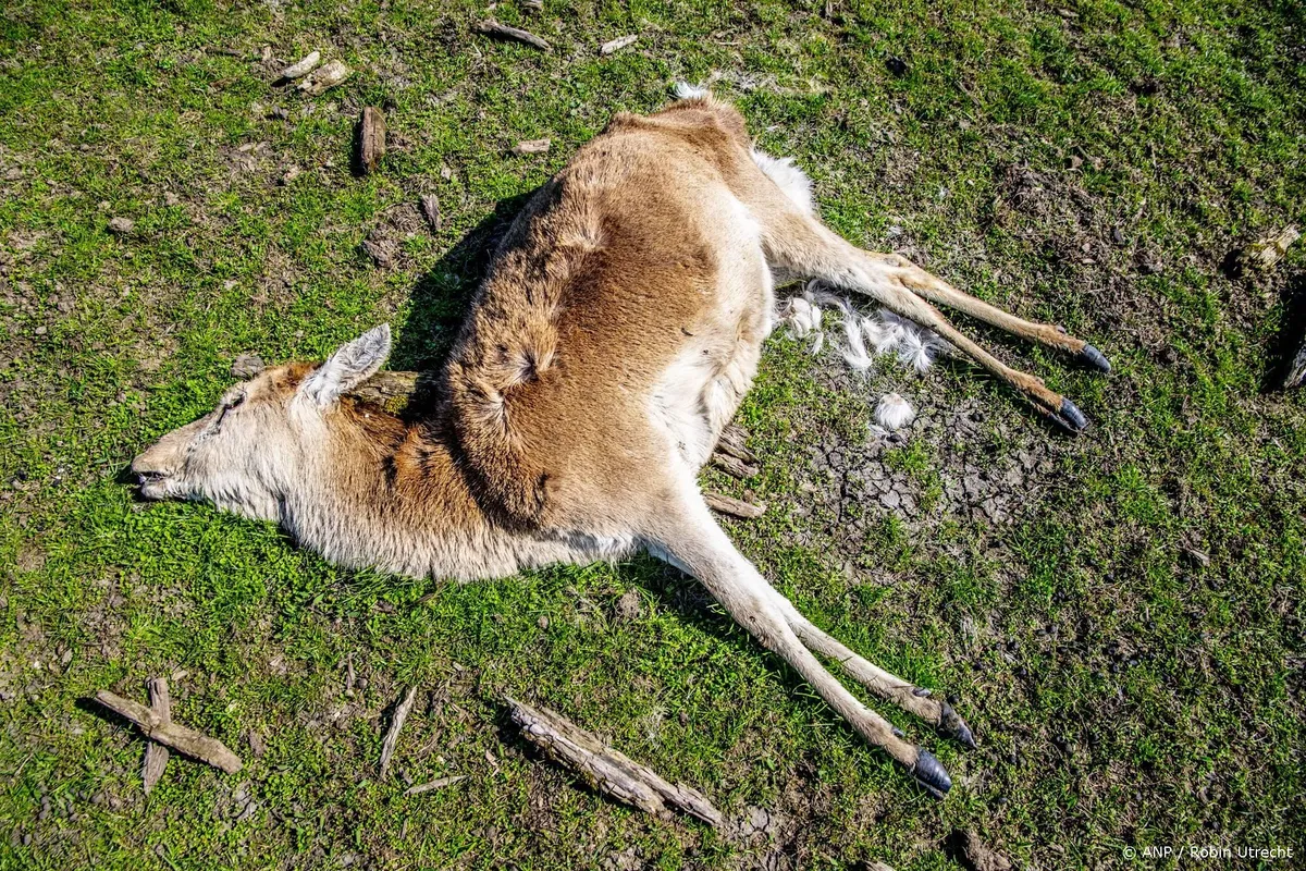 Flevoland mag van rechter edelherten in Oostvaardersplassen doden