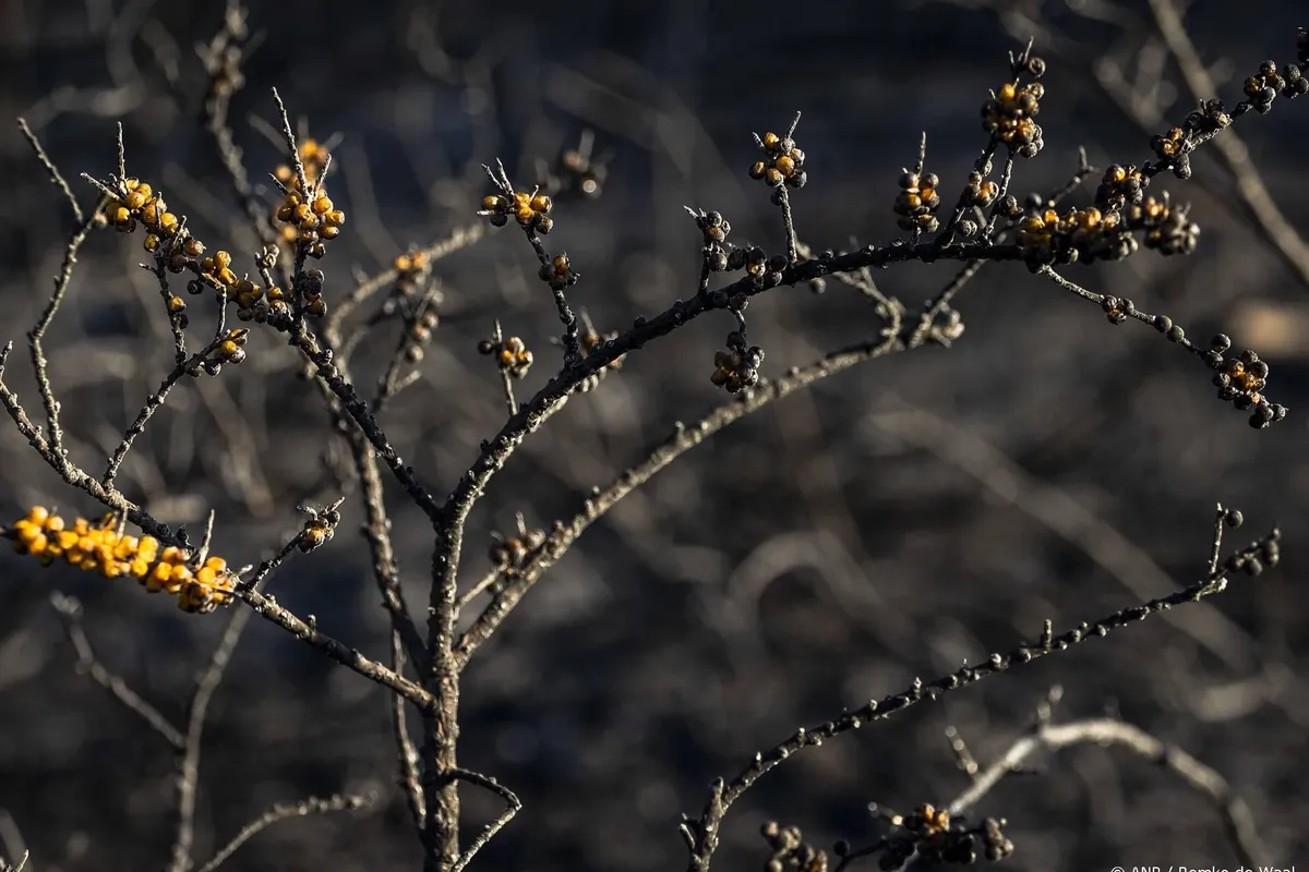 Vuurwerkresten gevonden bij duinbrand Biggekerke