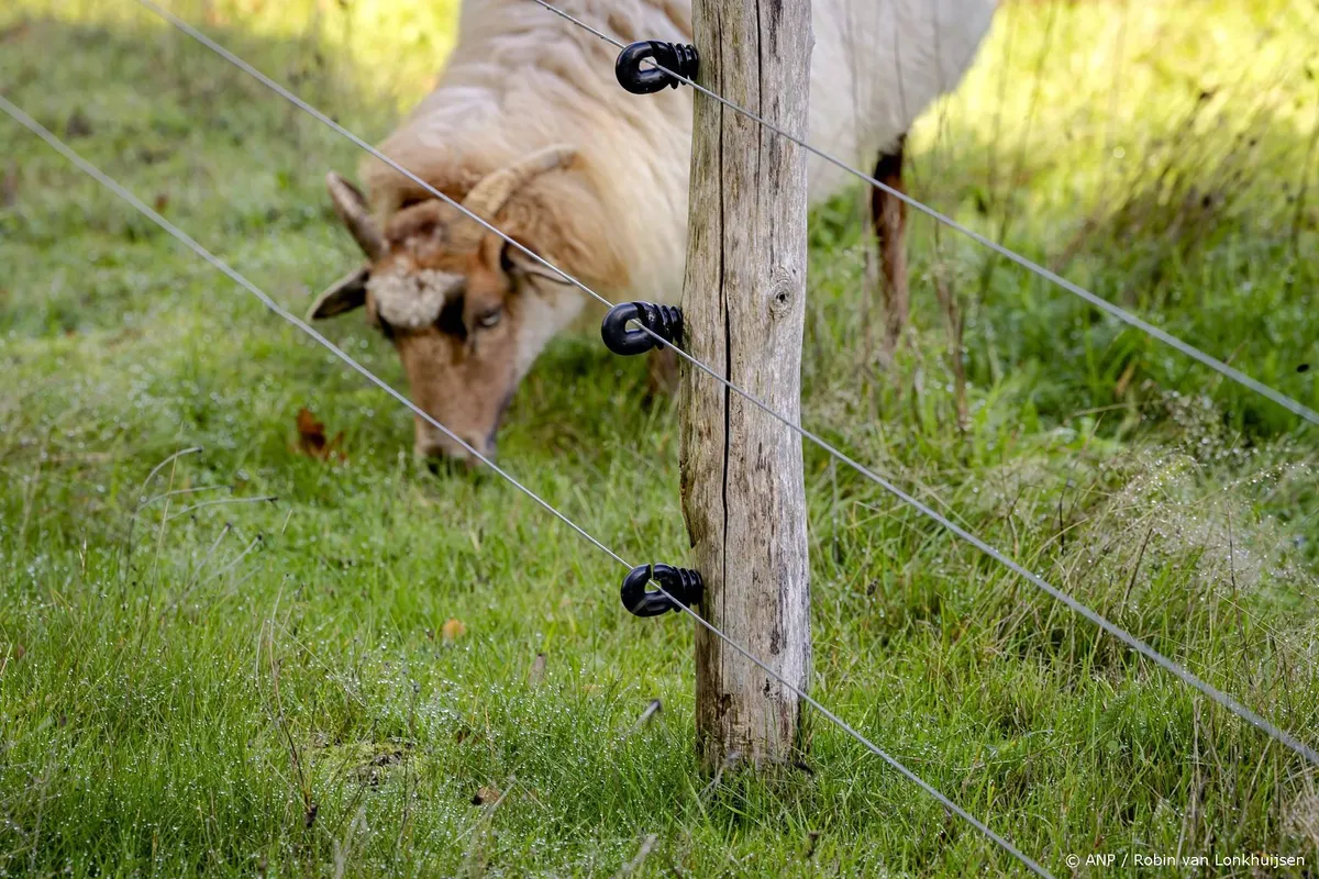 Dit jaar al 497 wolvenaanvallen op vee, fors meer dan jaar eerder