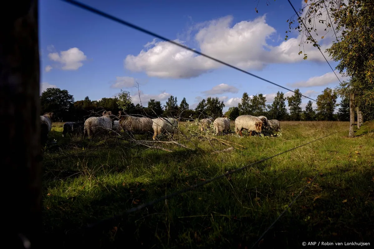 LTO: bescherming tegen wolven kostbaar en beperkt effectief