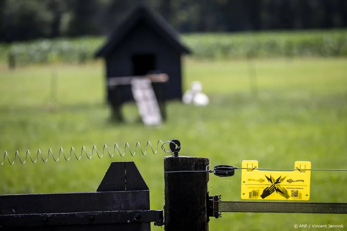 Wolf springt over wolfwerend raster in Gelderland