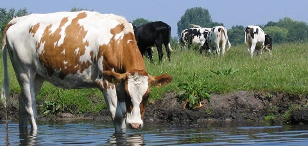 Boerenbedrijven horen bij het Twentse landschap - Ingezonden