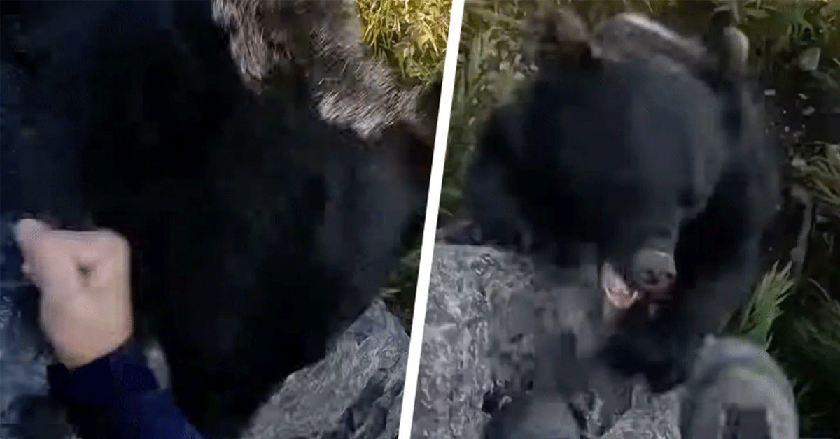 MMA-vechter slaat boze beer tureluurs tijdens klimpartij (video)