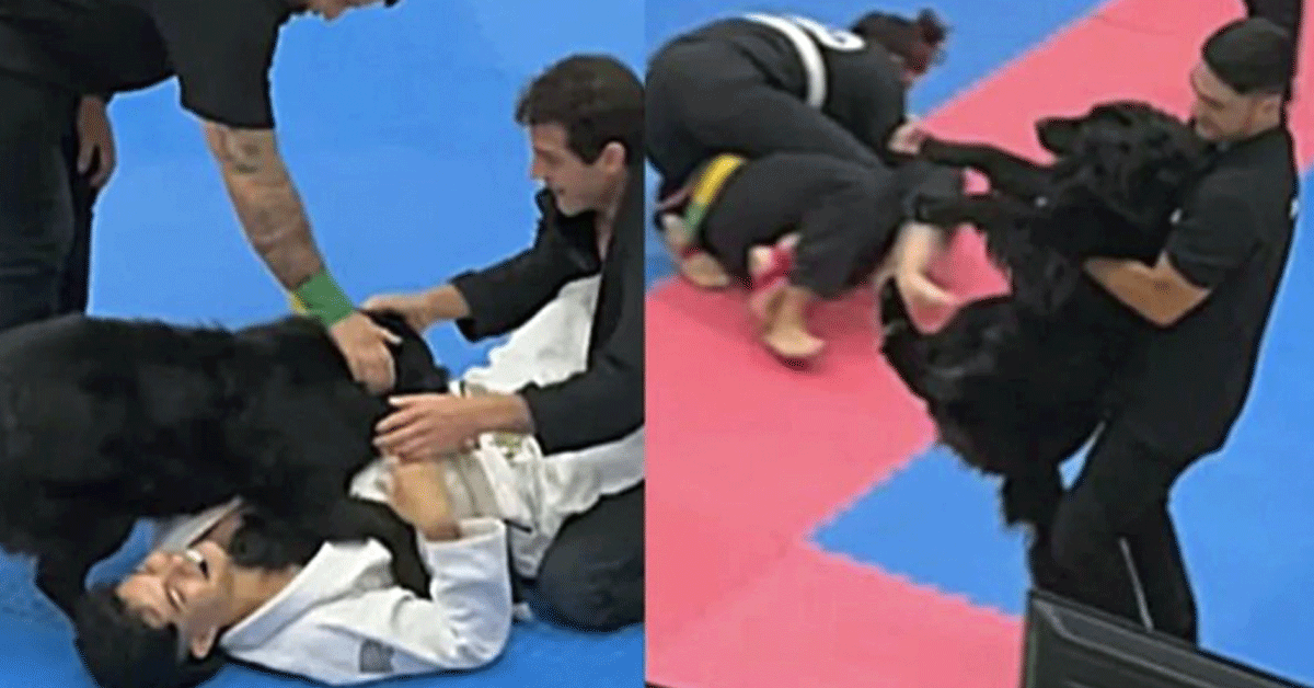 Hond stopt op hilarische wijze Jiu Jitsu-wedstrijd | video