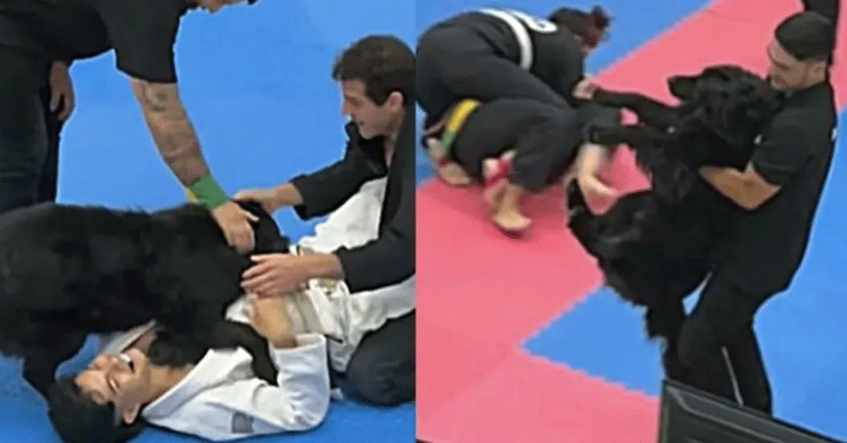 Hond stopt op hilarische wijze Jiu Jitsu-wedstrijd | video