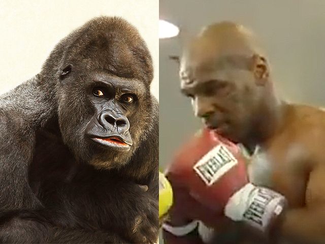 Bokslegende Mike Tyson bood veel geld om tegen gorilla te vechten