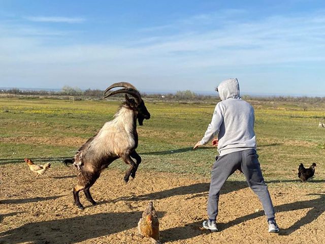? | GEKKIE: UFC Vechter Zabit Magomedsharipov gaat los op een geit