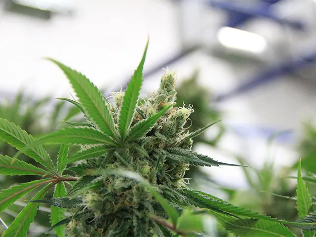 WIET RIPDEAL: Naam GLORY Kickbokser ten onrechte genoemd