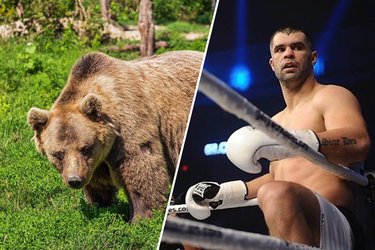 Moord op beer: Ex-Glory kickbokser Daniel Ghita pikt het niet
