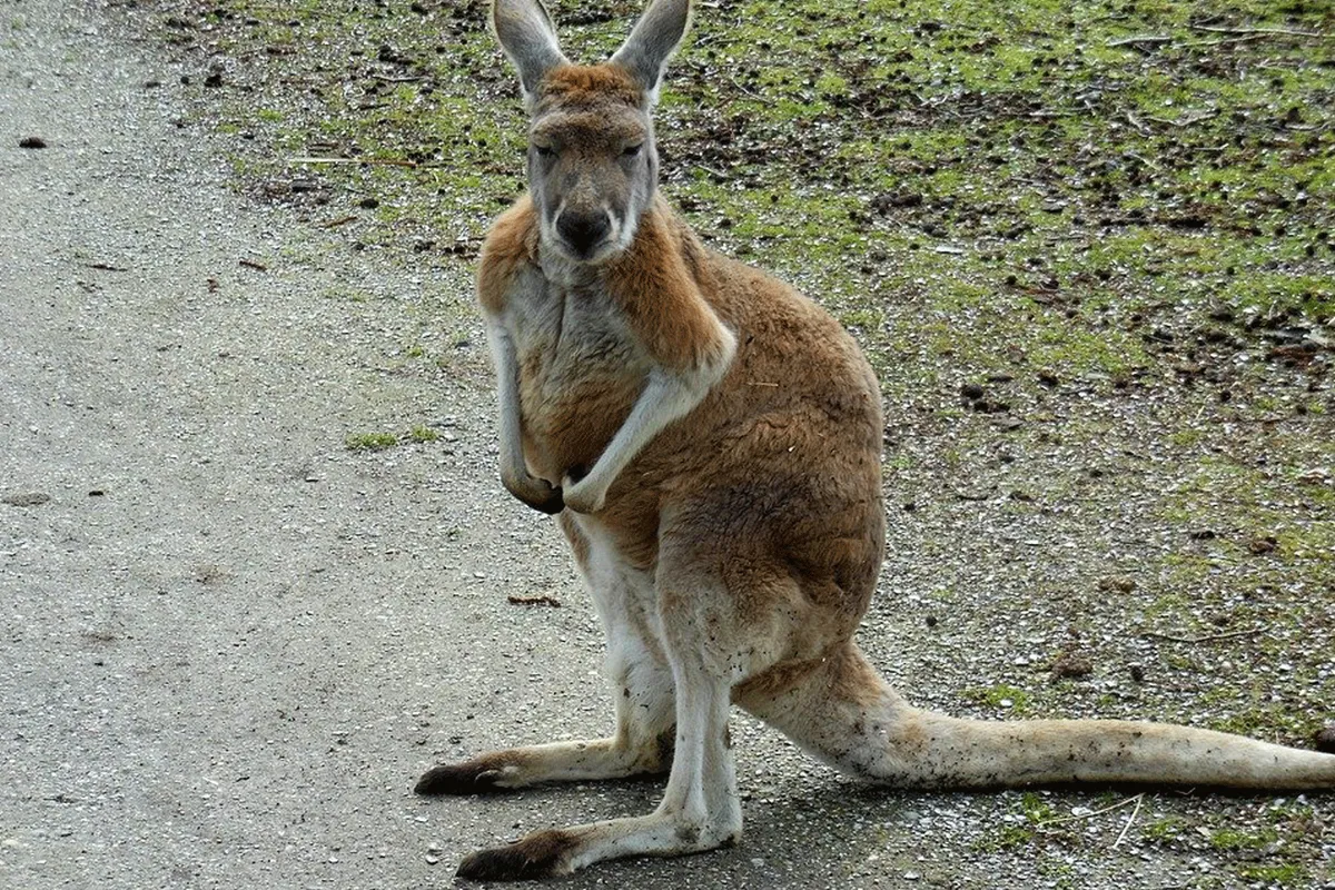 Boze Kangoeroe knijpt tegenstander in MMA-stijl knock-out (video)