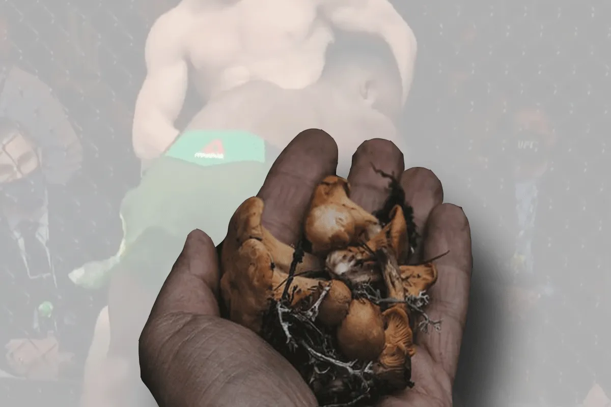 Paddo's tegen hersenletsel en blessures bij vechters