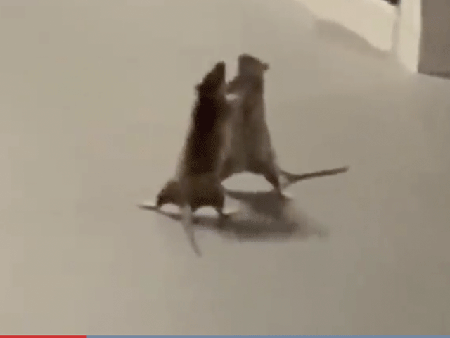 ? Ratten houden bokswedstrijd met kat als scheidsrechter