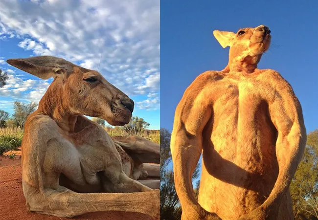 Roger de 'kickboksende' Kangaroo overleden