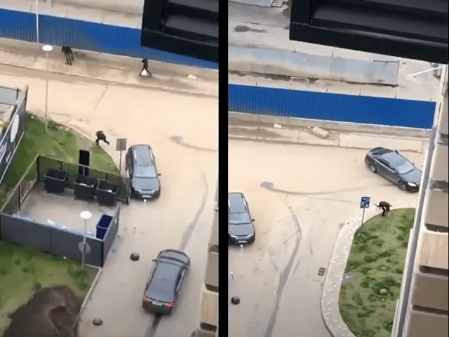 MASSALE SCHIETPARTIJ: Prof MMA-vechter opgepakt (video)