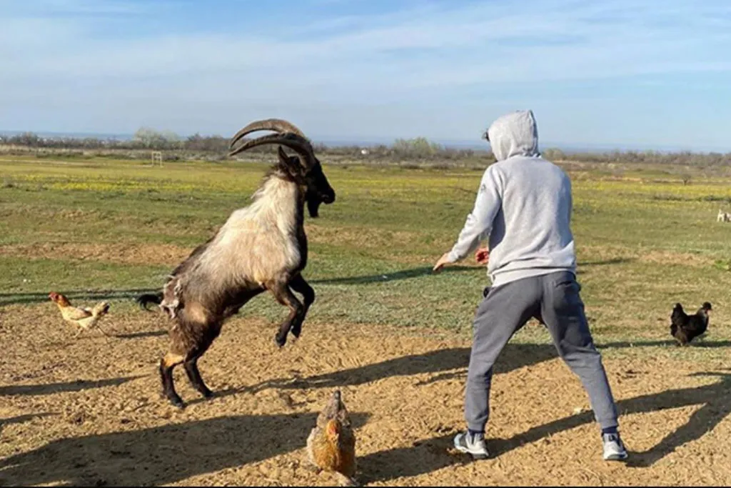 Bekende Rus die met 'Geit' traint weigert UFC-titelgevecht om uit pensioen te komen