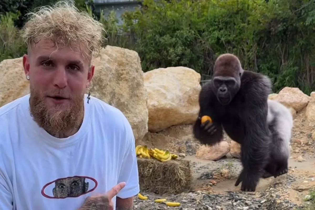 Jake Paul DAAGT gorilla UIT en rent voor zijn leven – bekijk de video!