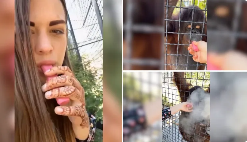 Idioot! MMA vechter laat aap vape roken - dit is pure mishandeling