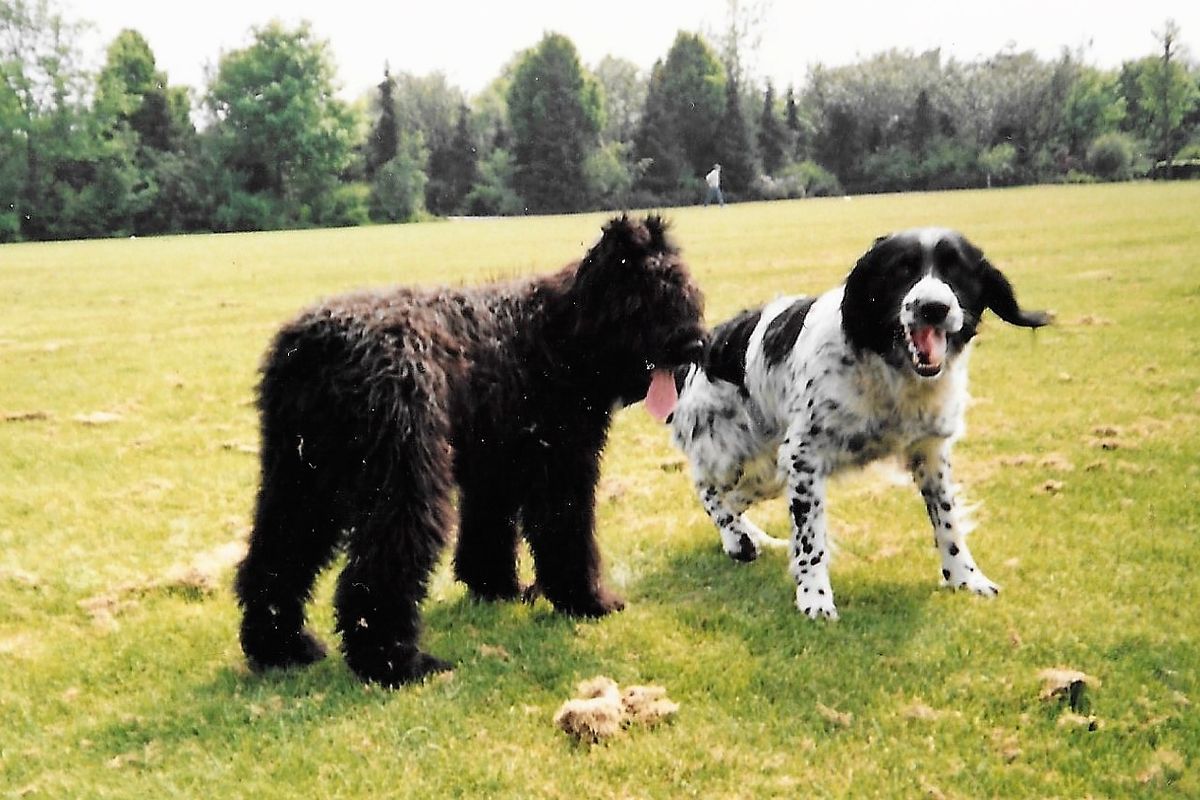 Grasaren zijn een gevaar voor honden