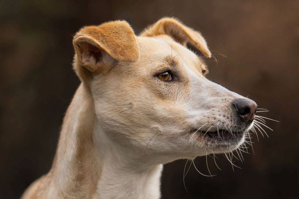Geduldige baas gezocht voor lieve hond Kuma