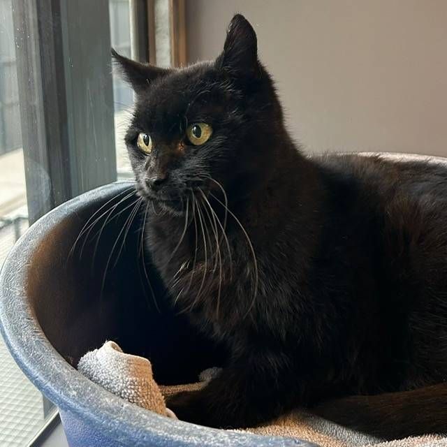 Huisdier van de week: kater Mason