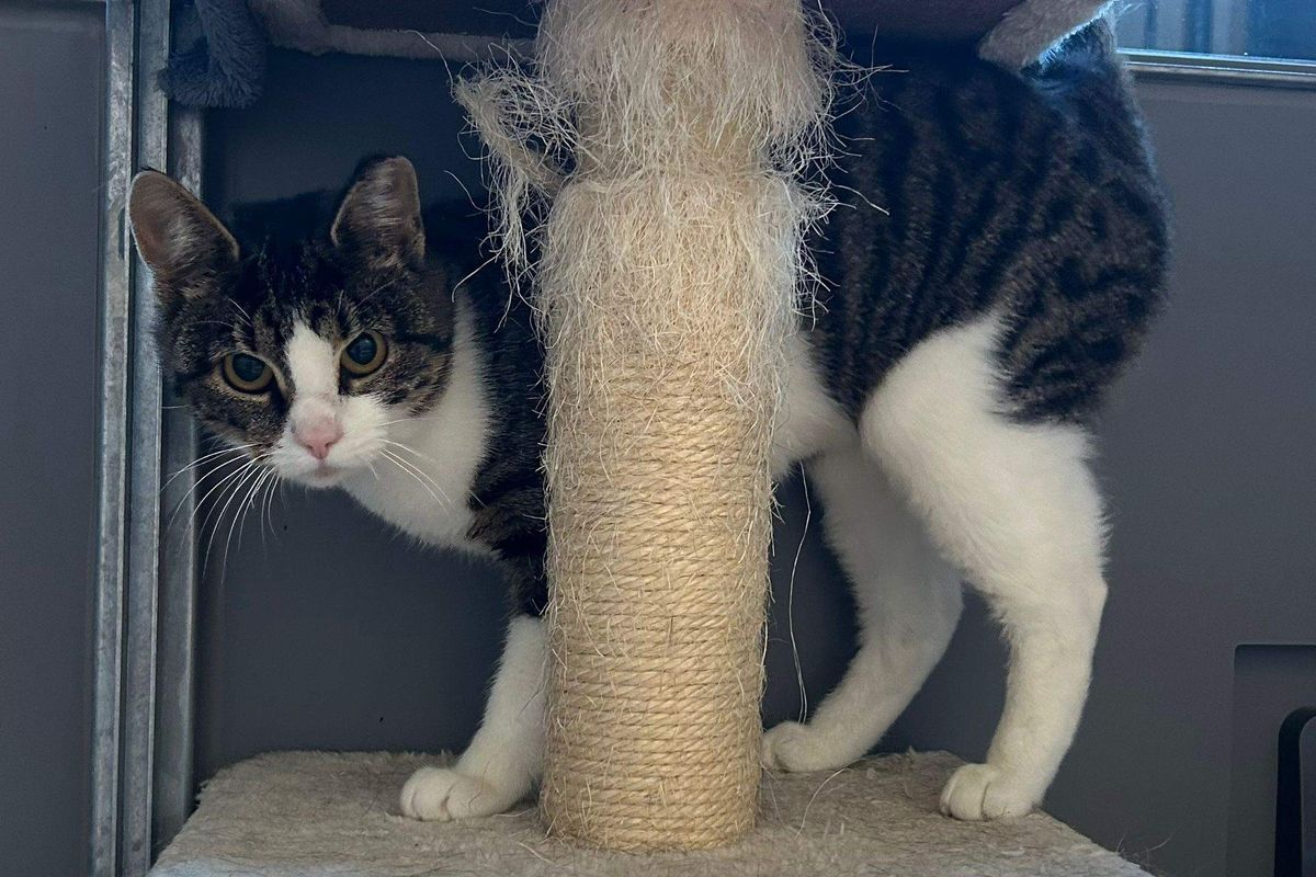 Huisdier van de week: poes Cleo